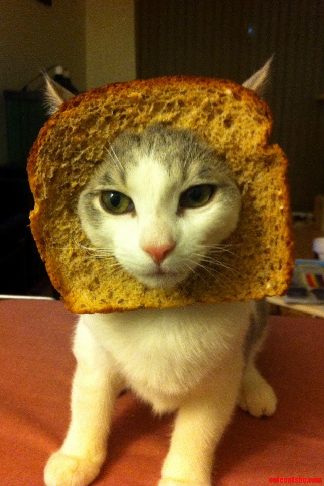 Meet Mixie-loaf. She Posed Surprising Well.