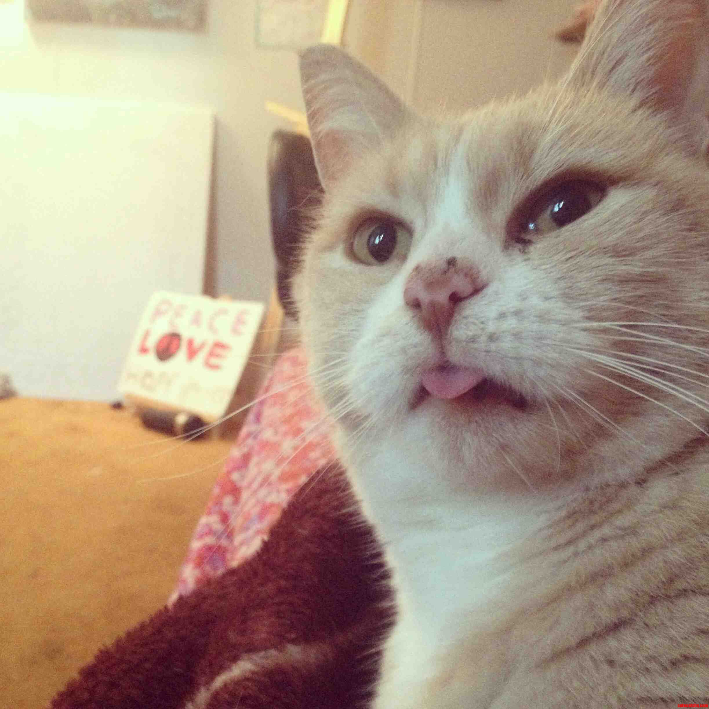 Meet Momma Cat