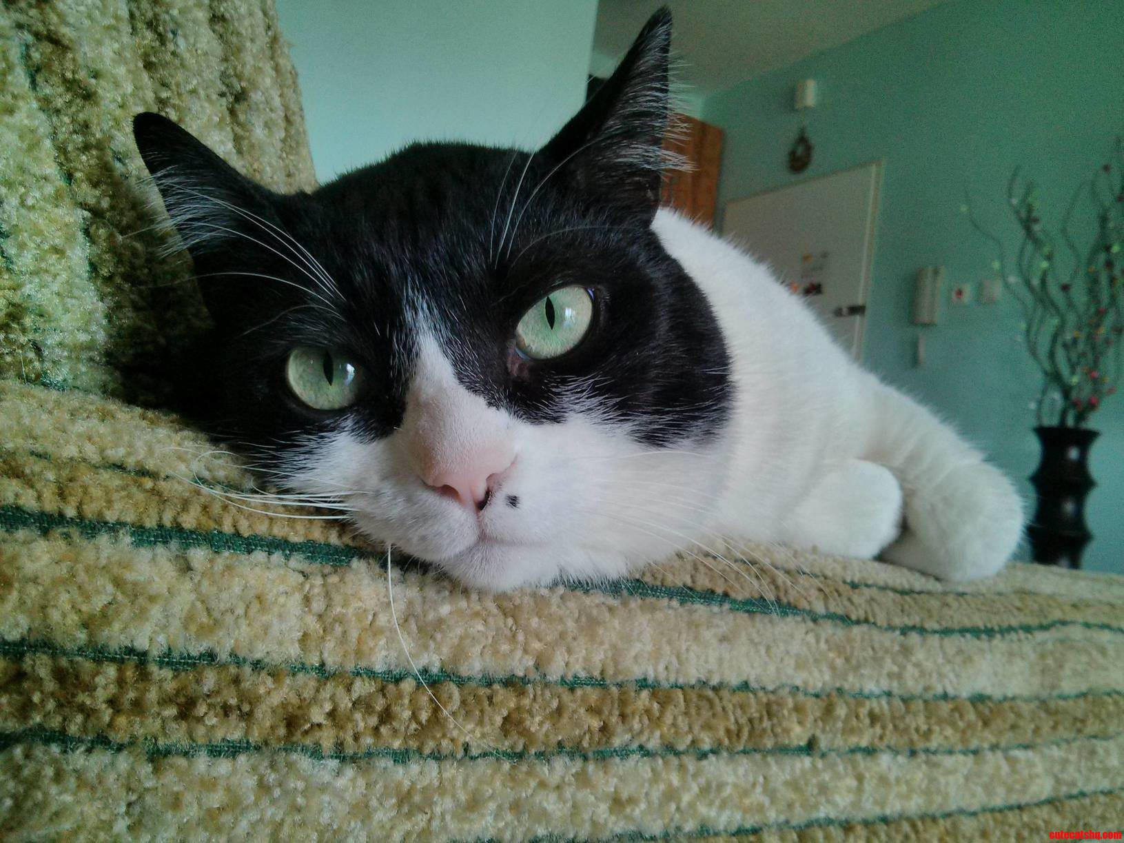 Meet My Cat Guys