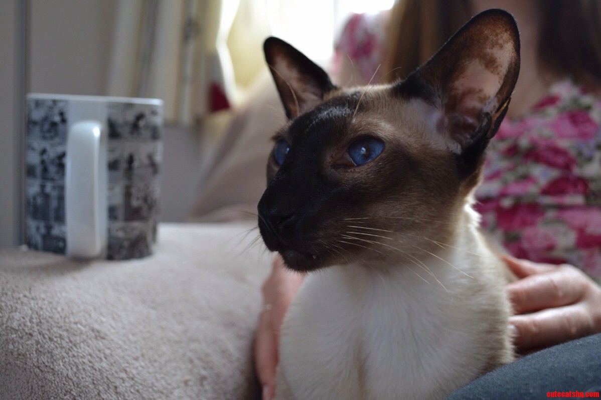 Meet My Cat Kamui - 4 Yo Siamese