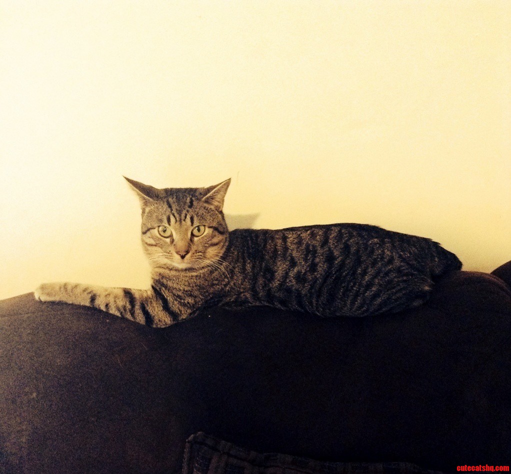 Meet My Cat Simba.