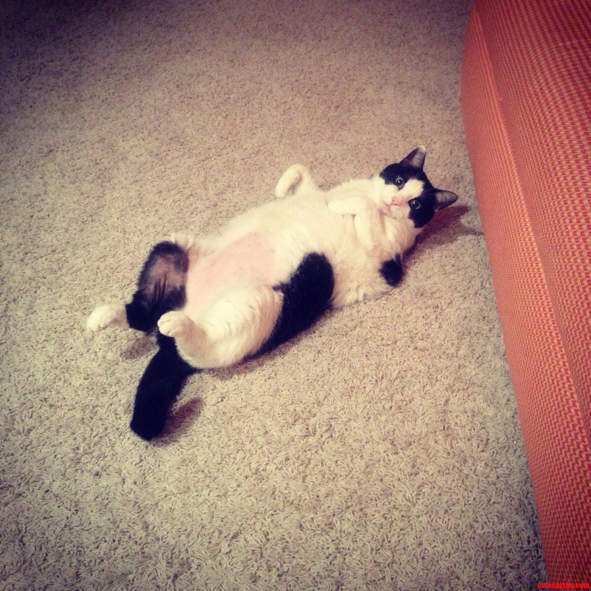 Meet My Little Bundle of Fatness Chloe