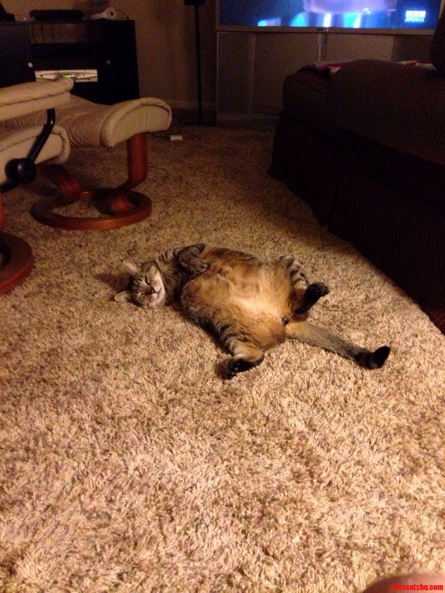 Meet My Three Legged Cat Hank.