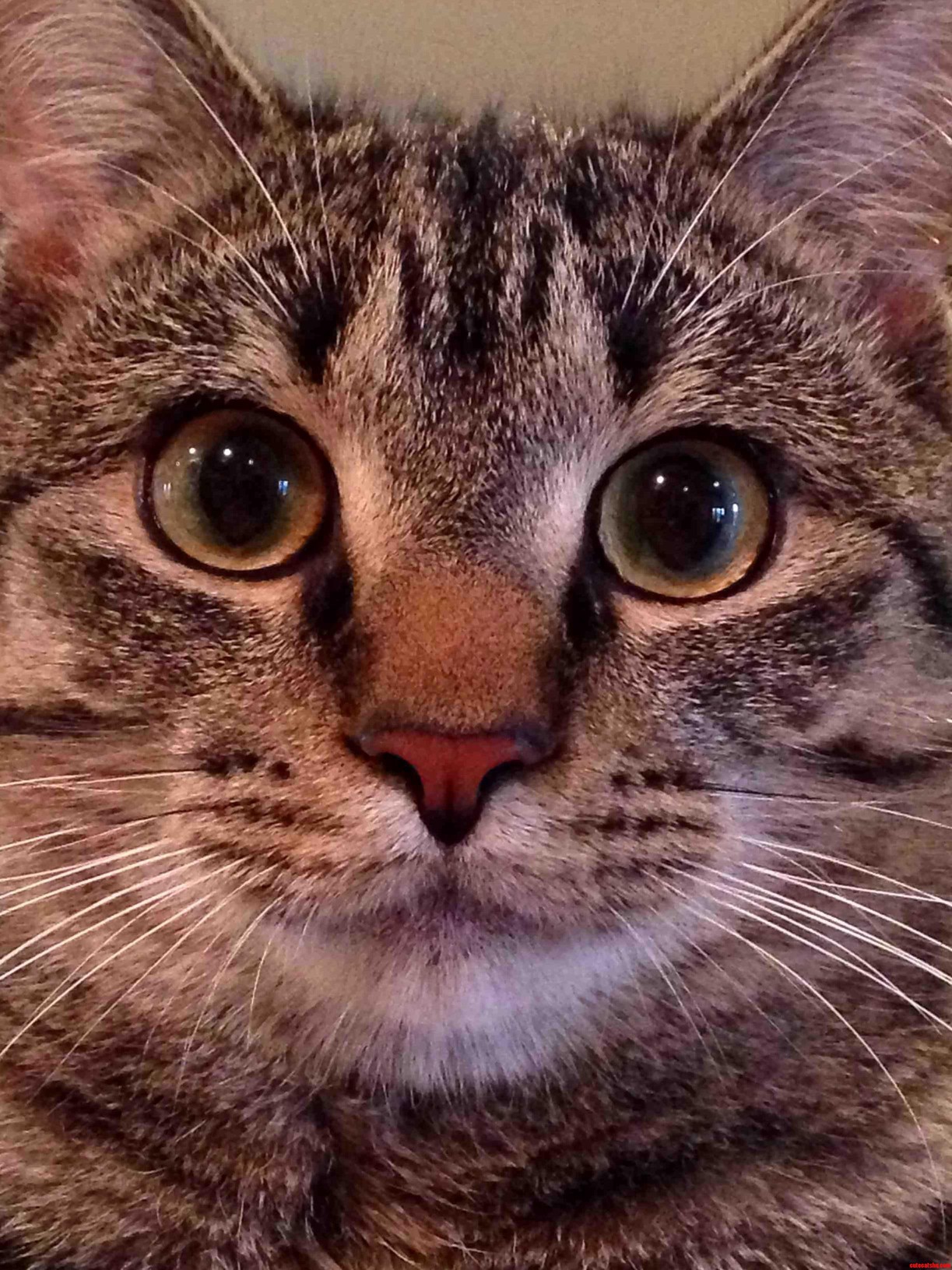 Meet Phillip. He Is My Little Hunter.