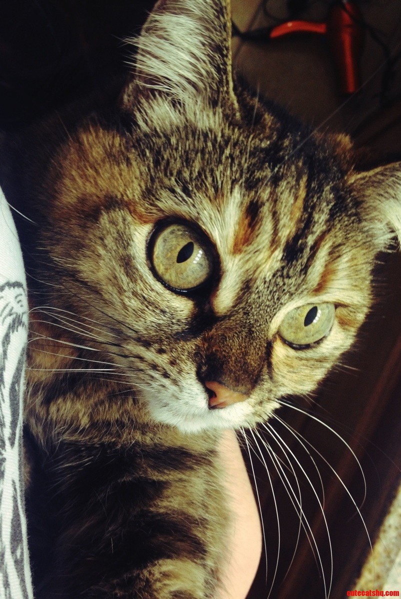 Meet Pissy Trissy. We Rescued Her 15 Years Ago and Shes Been Staring Into Our Souls Creepily Ever Since.