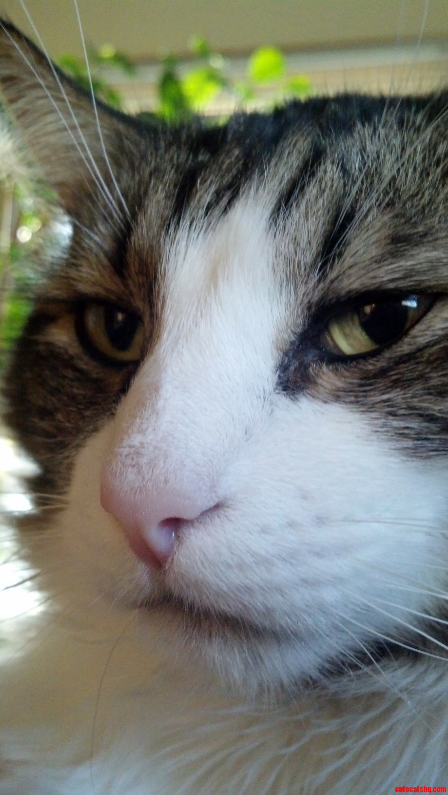 Meet Rapp. This Is What I Woke Up To. He Was Sitting on My Chest Just Staring at Me.