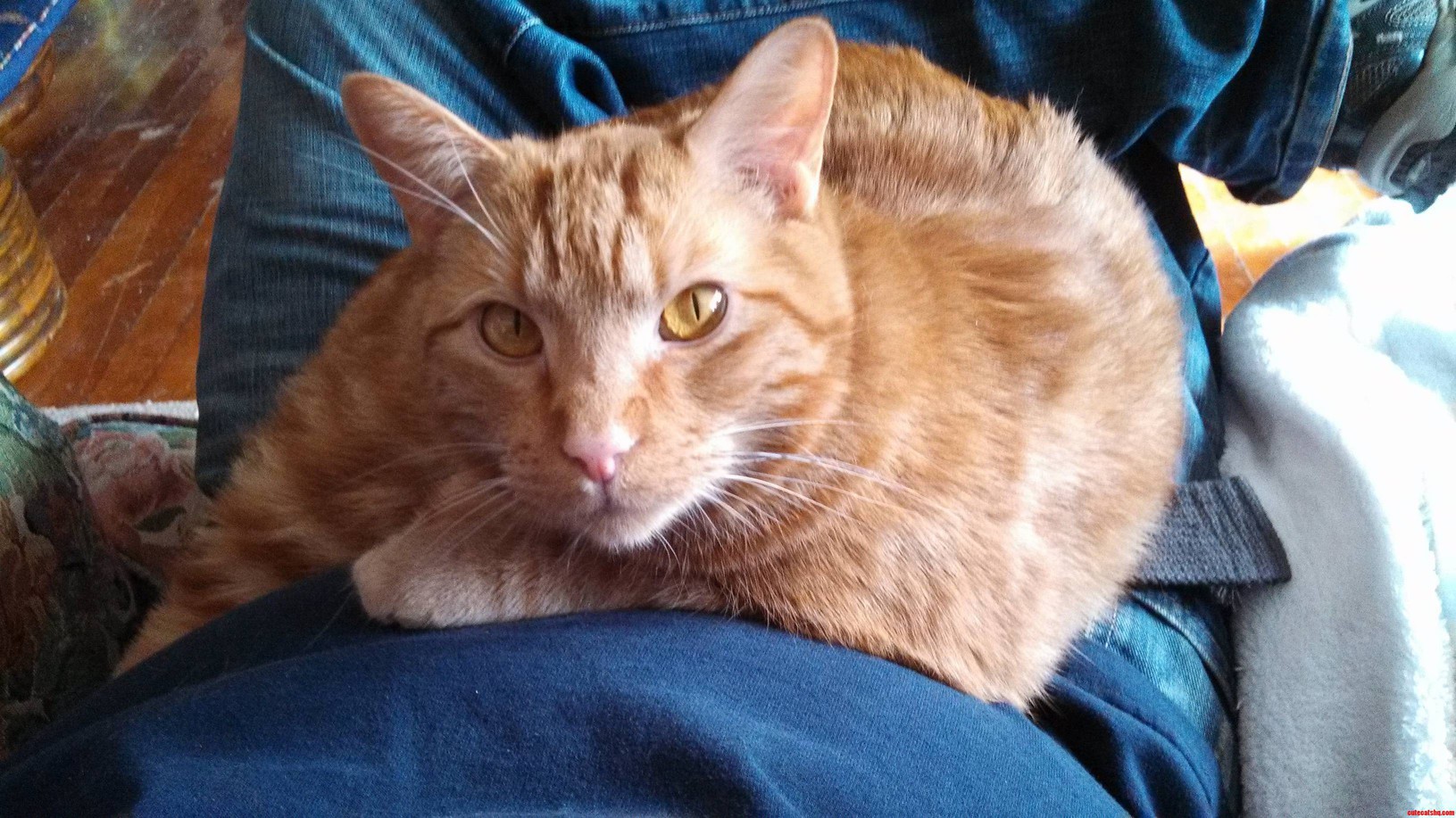 Meet the Chupacabra