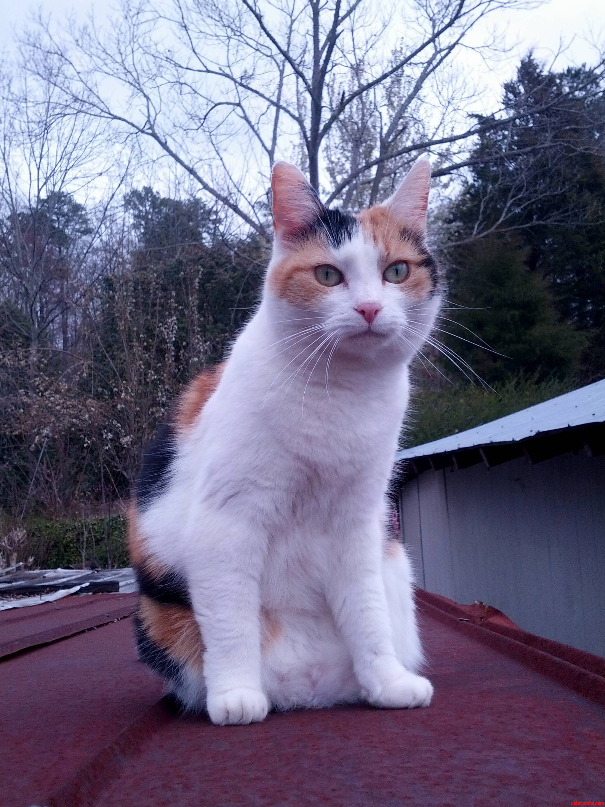 Meet the Great Hunter Bailey.