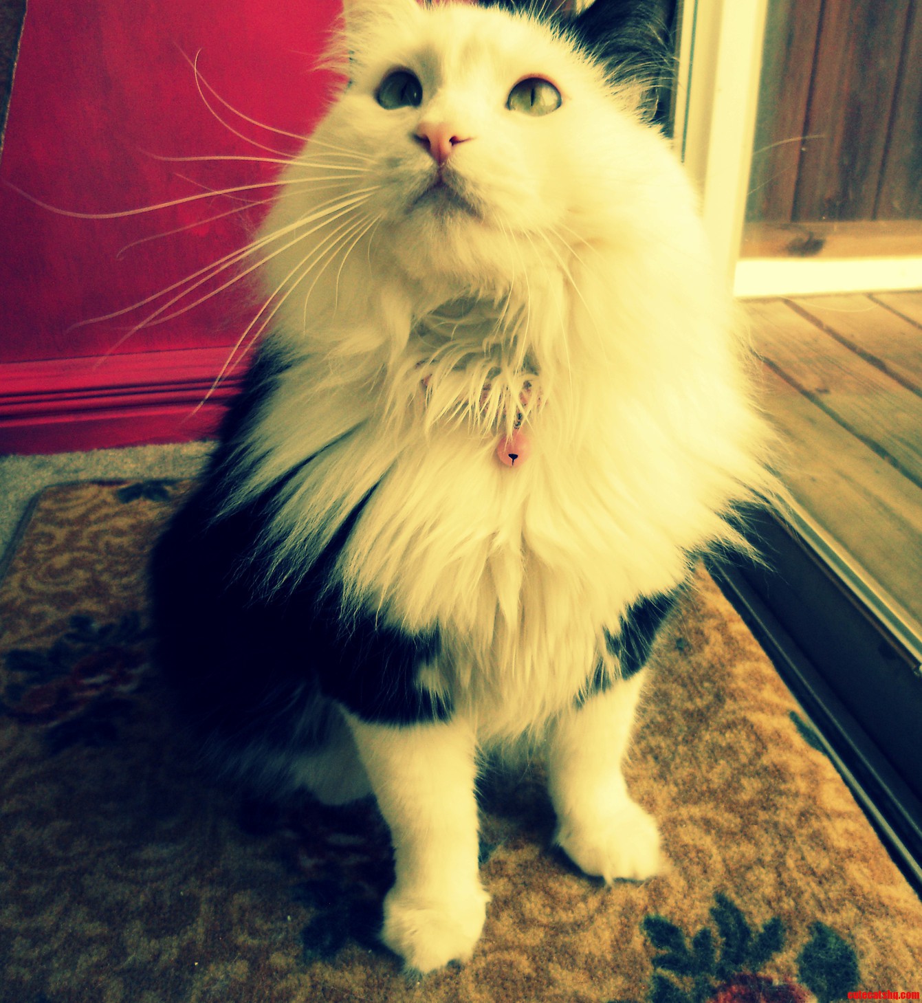 Meet Tommy