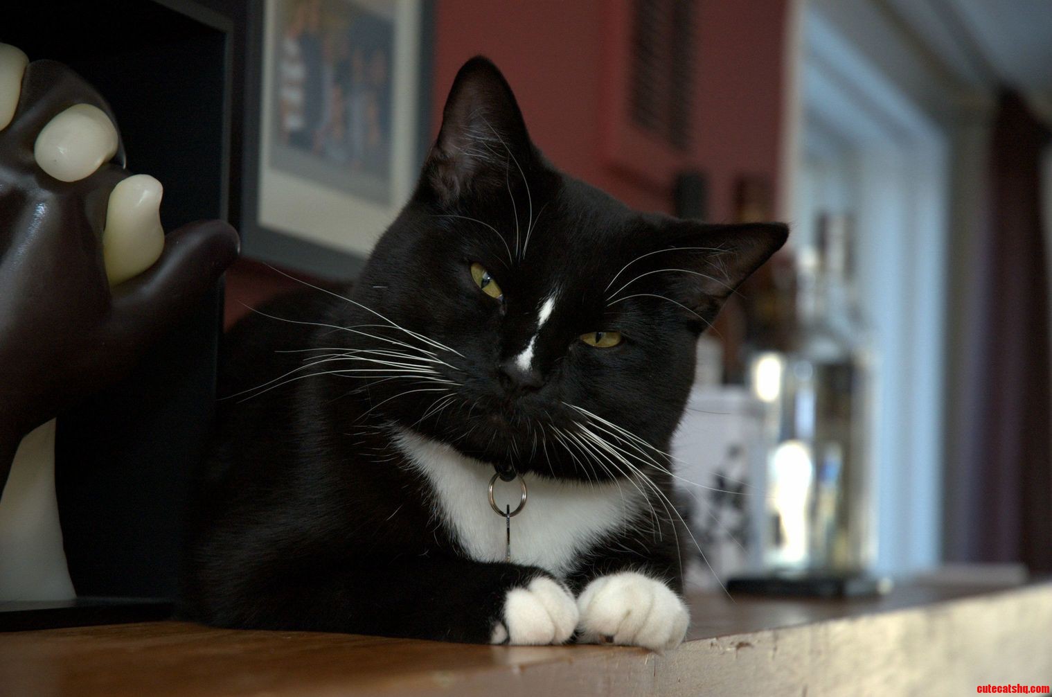 Meet Tuxedo