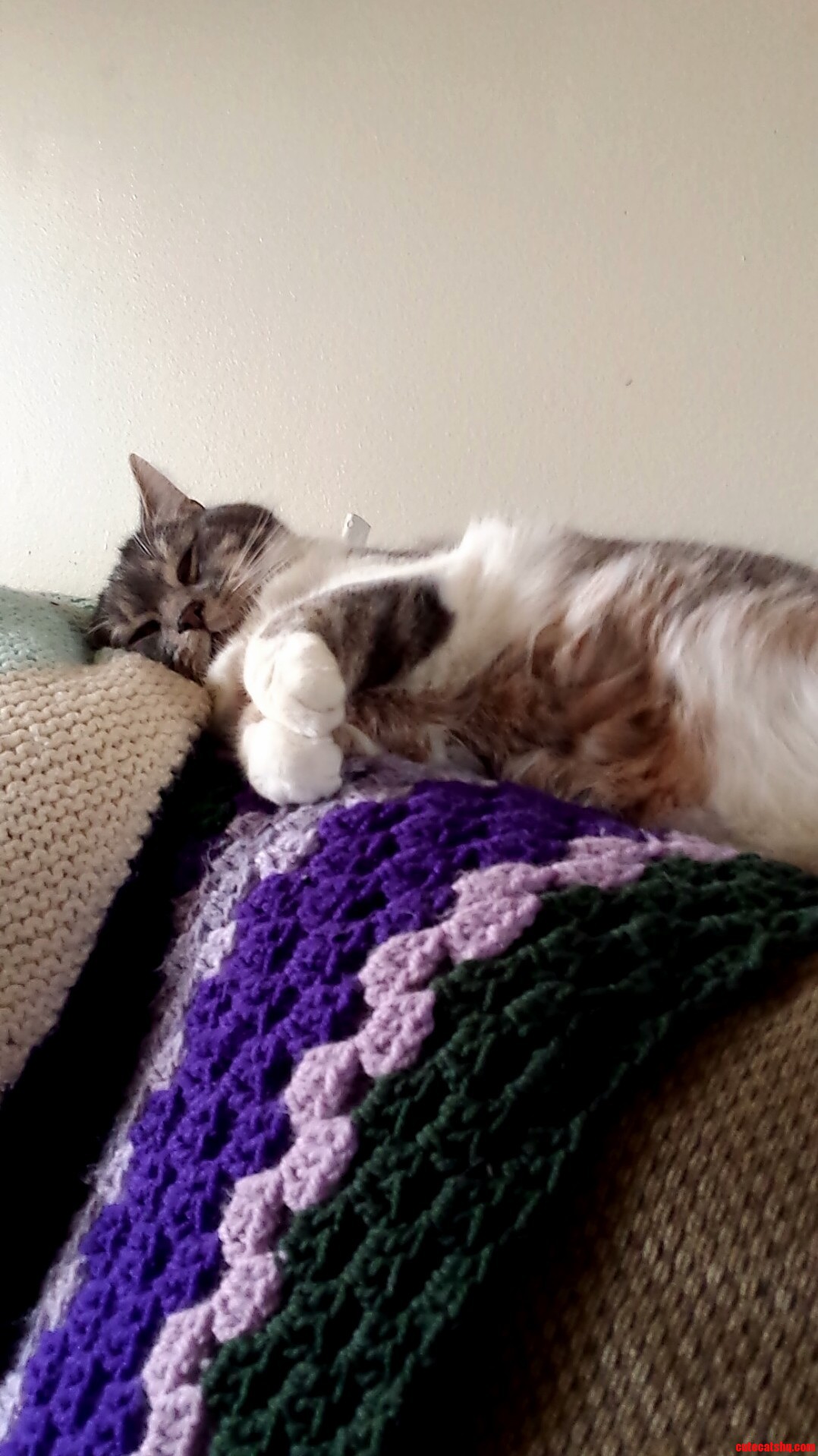 Meet Two-ton Tulu 16 Pounds of Pure Love.