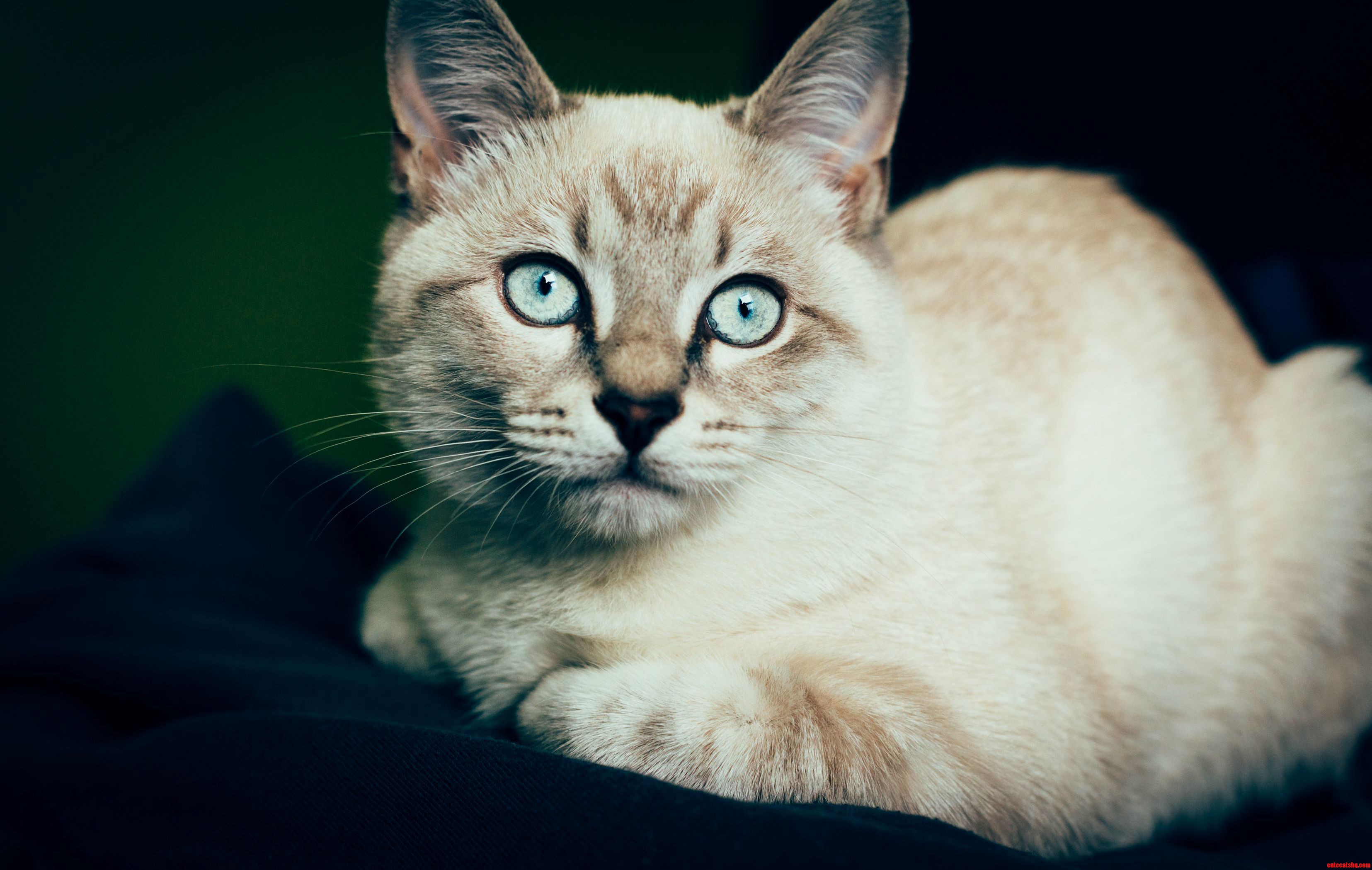 Meet Winter