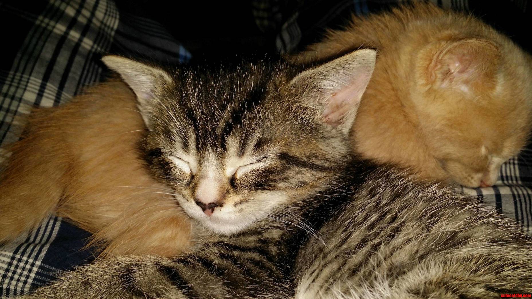 Meet Wylie and Tanner