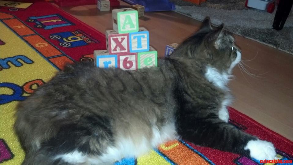 Memphis Is the Most Laid Back Cat I Ve Ever Met.
