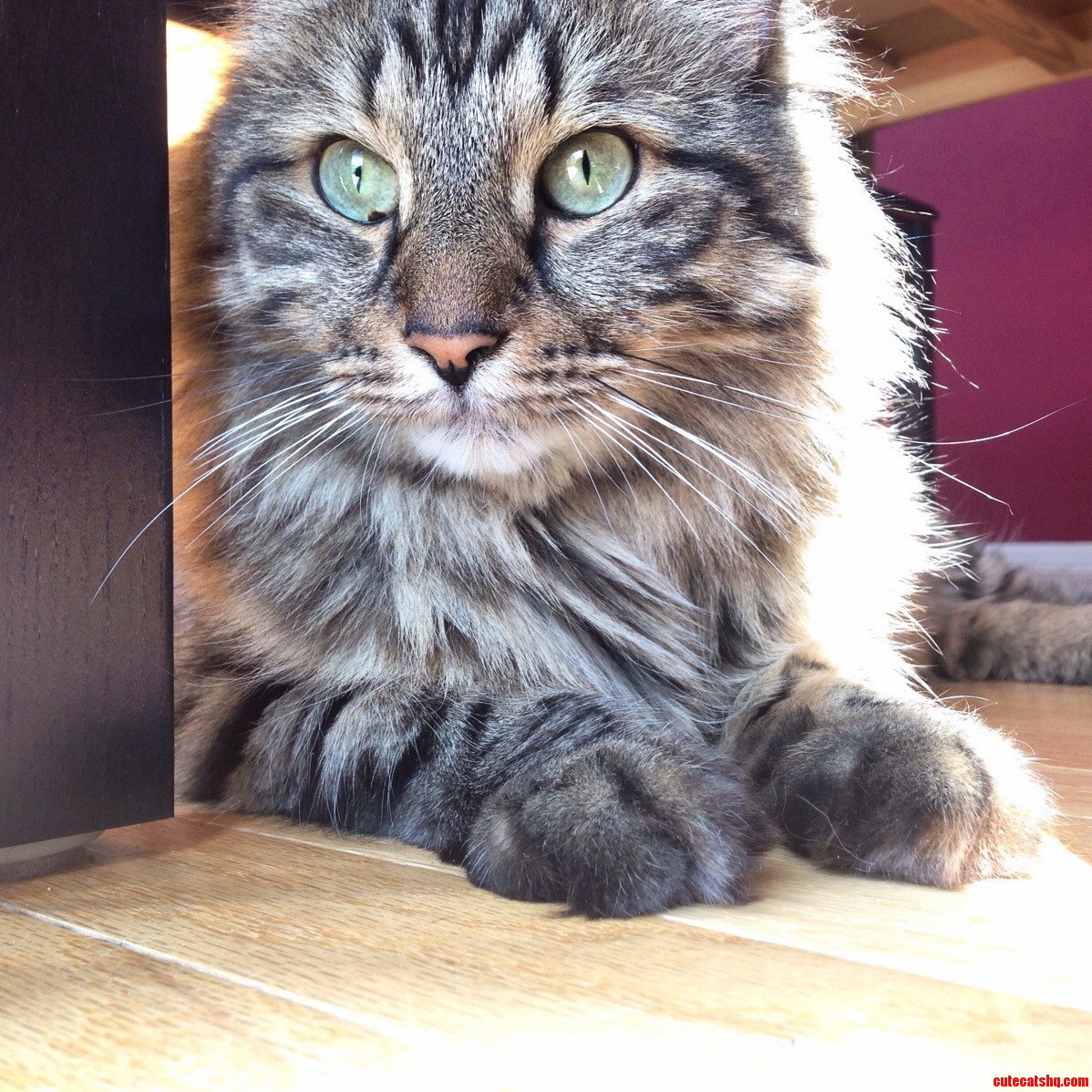 Memphis Soaking Up the Sunshine