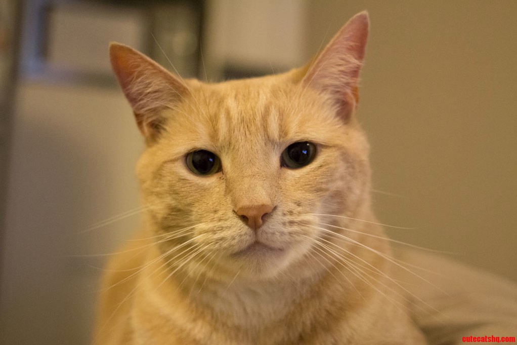 Met This Handsome Kitty the Other Night.