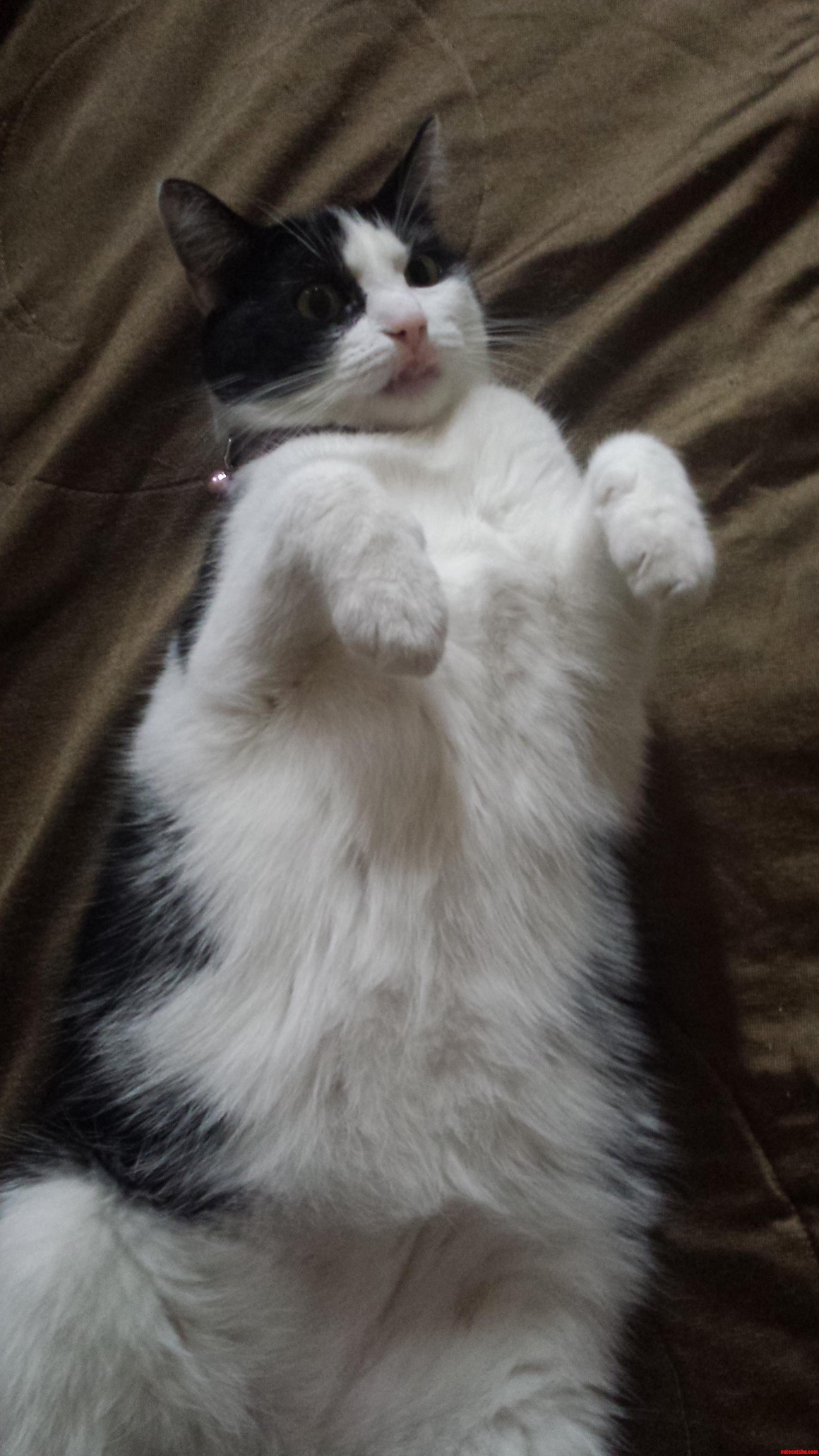 Mew Being Derpy.