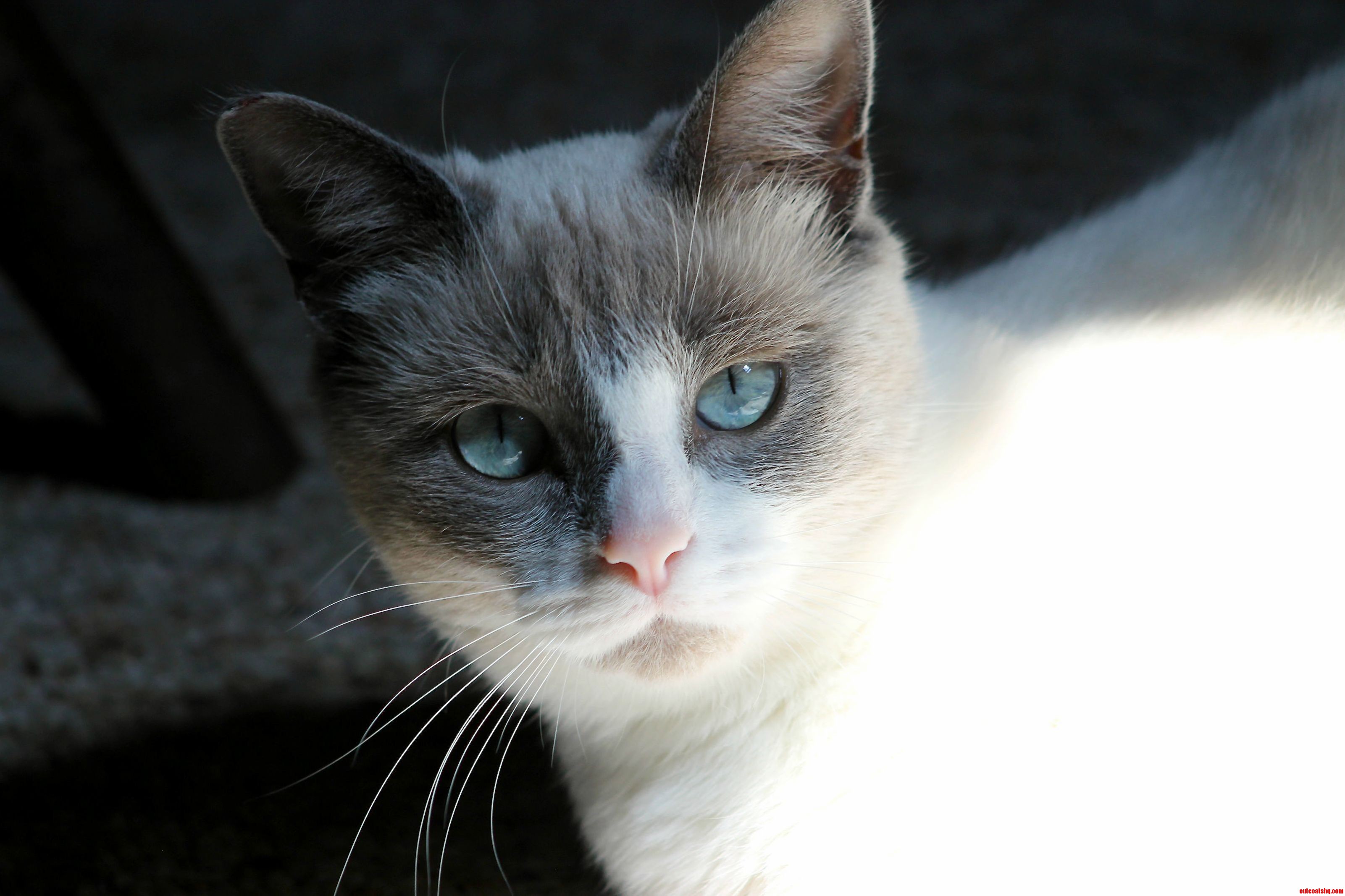 Mias Big Blues Are Mesmerizing.