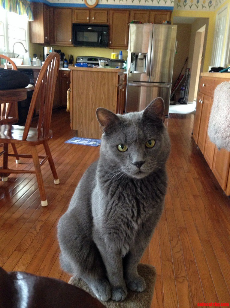 Micky the Manliest Cat I Ve Ever Seen
