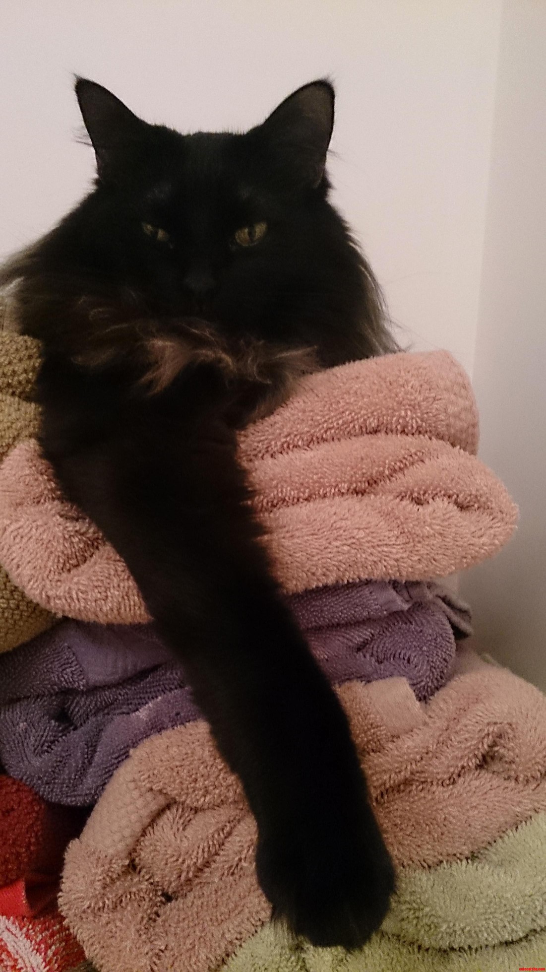 Midna Queen of Towels