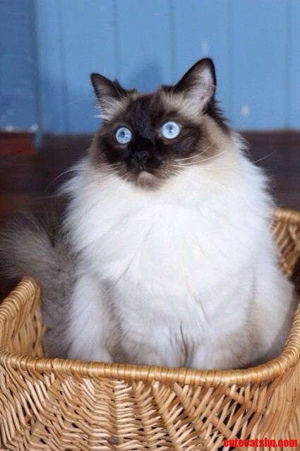 Mine
