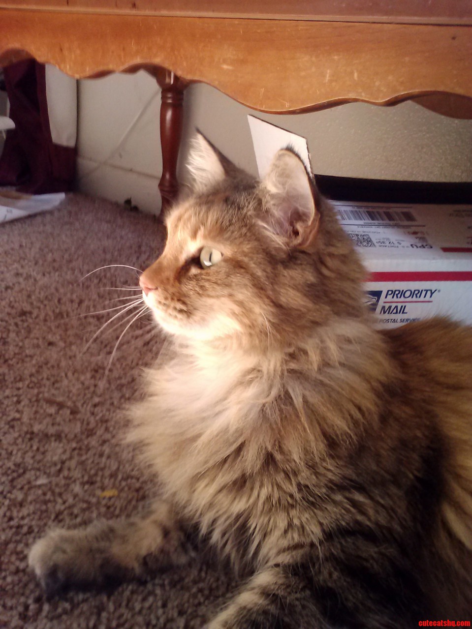 Ming Looking Wise