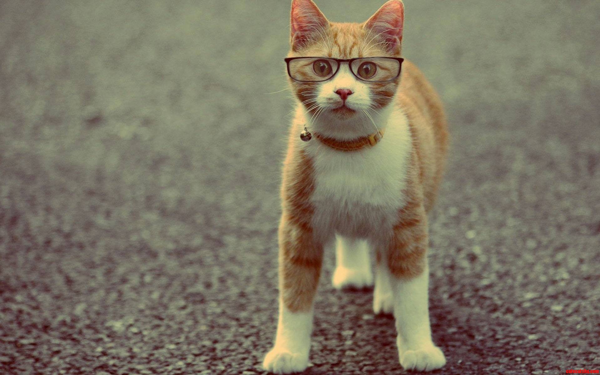 Miss Cat Wants to Teach