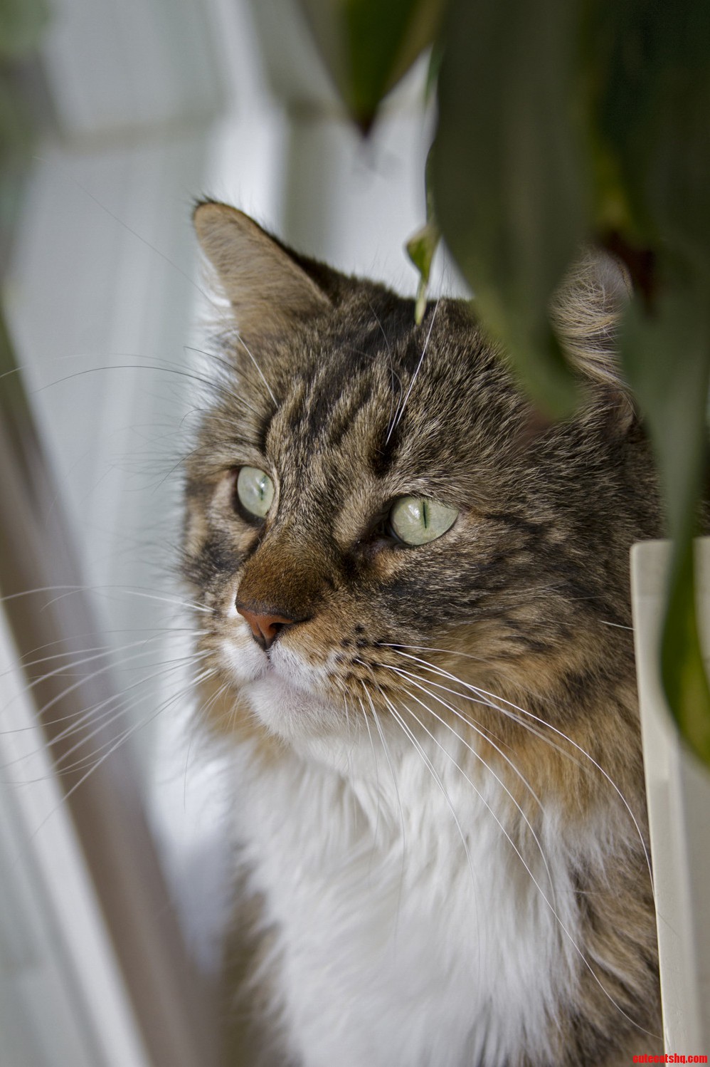 Mojo the Majestic Cat.