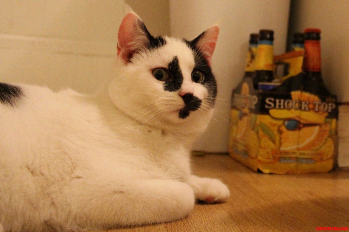 Moo Cat Wide Eyed