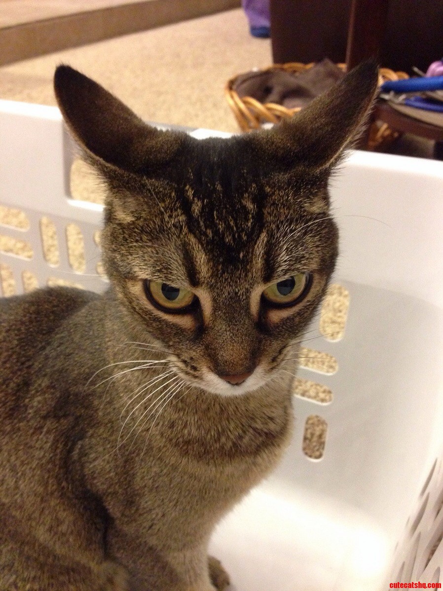 Moonlighting As Maleficent. This Is Her Happy Face.