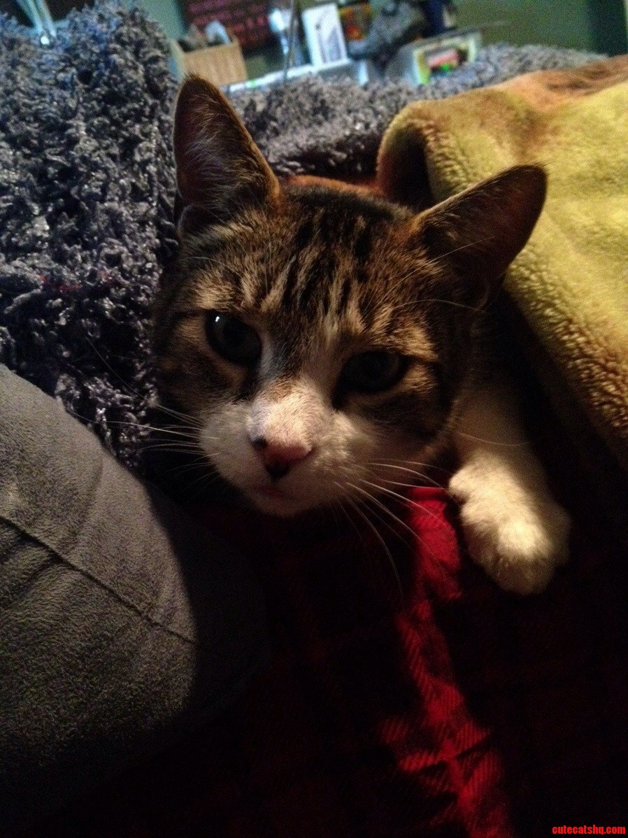 More of My Model Cat.