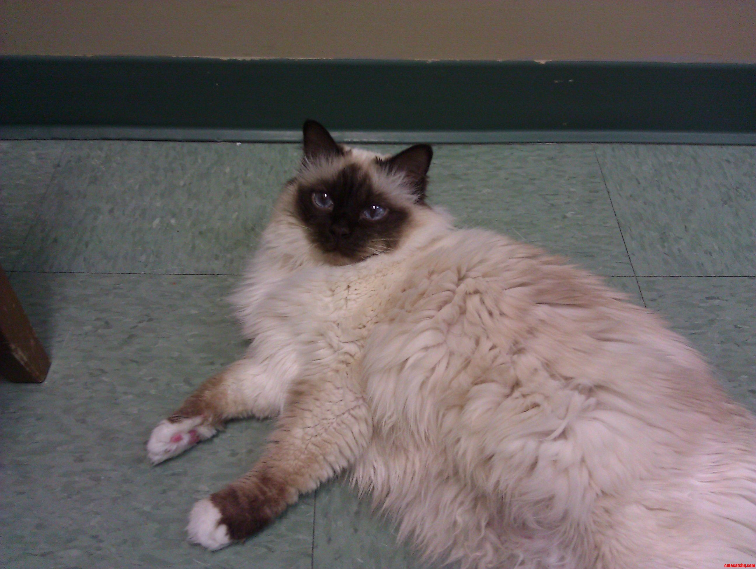Morin from a Local Cat Shelter.