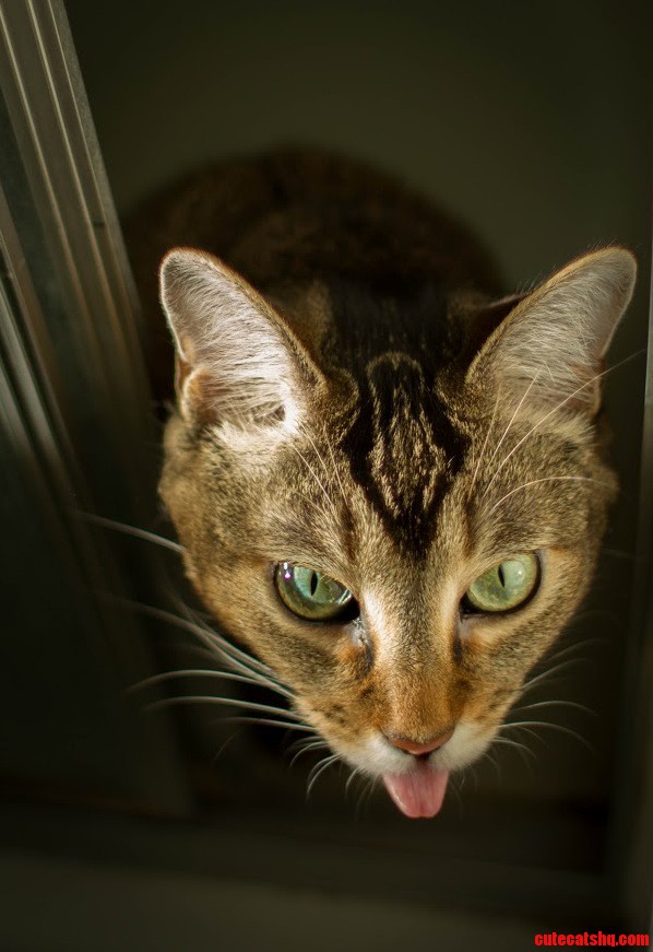 Moxie Says Pffffpt
