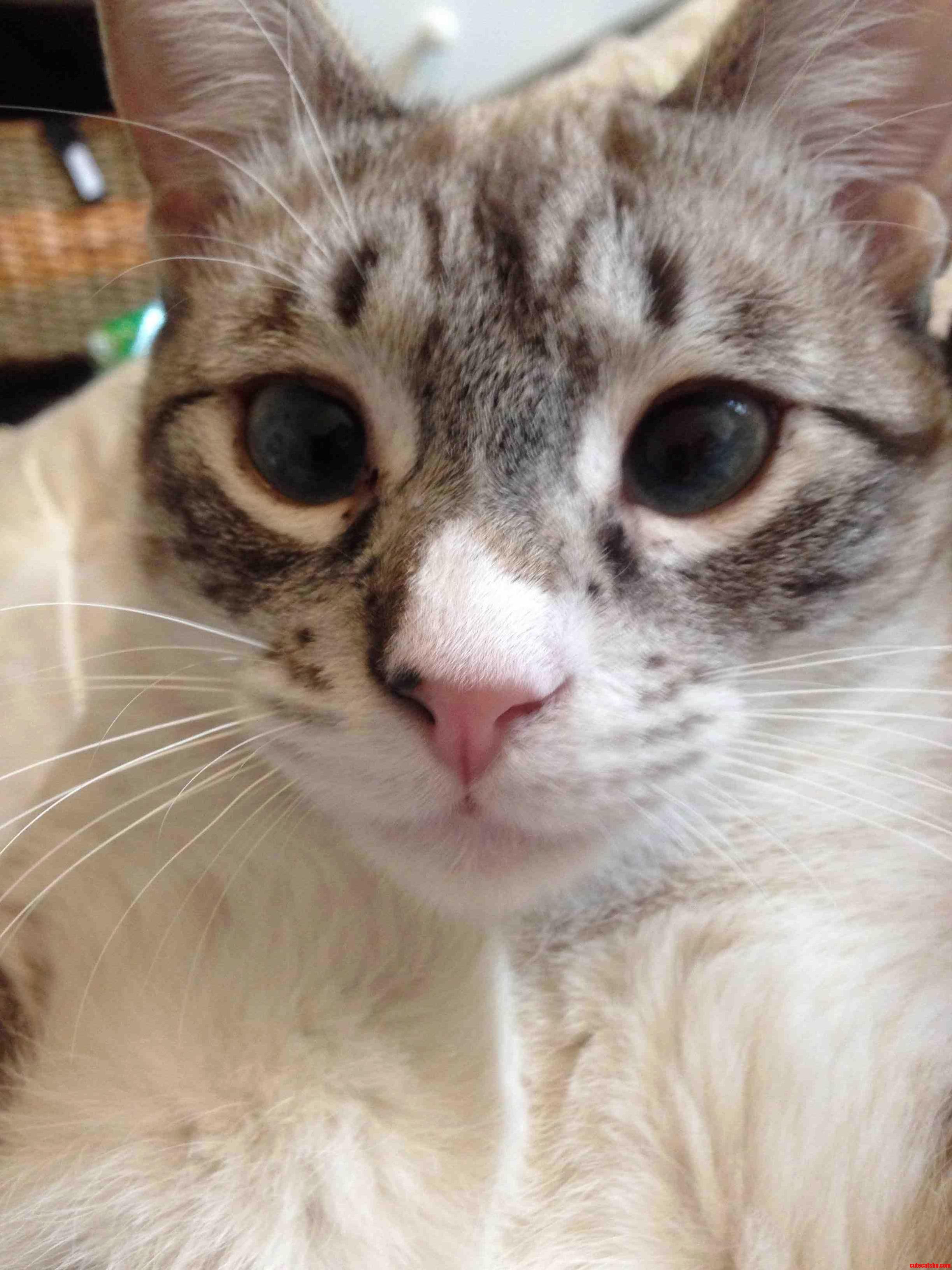 Mr. Biscuits