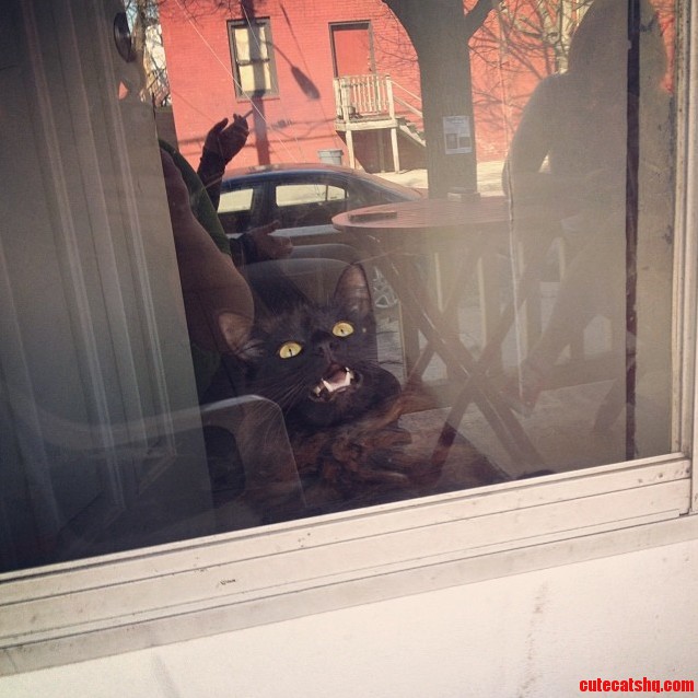 Mr. Noodles Doesnt Like Being Stuck Inside
