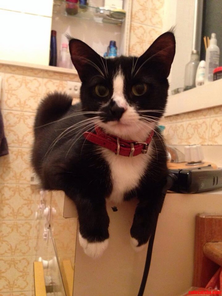 Ms. Kitka aka Titten Likes to Creepily Watch Me in the Bath.