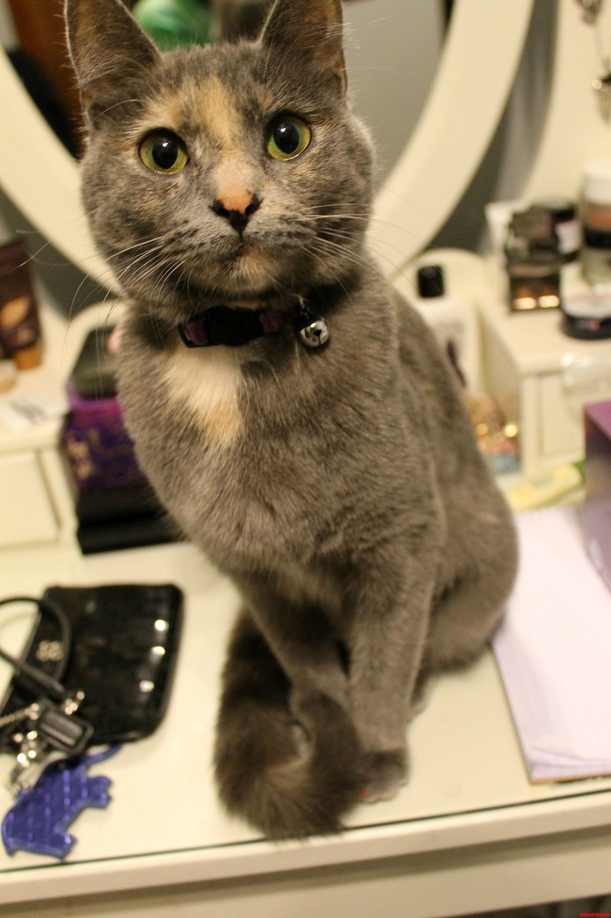 My 11 Month Old Cat Sadie