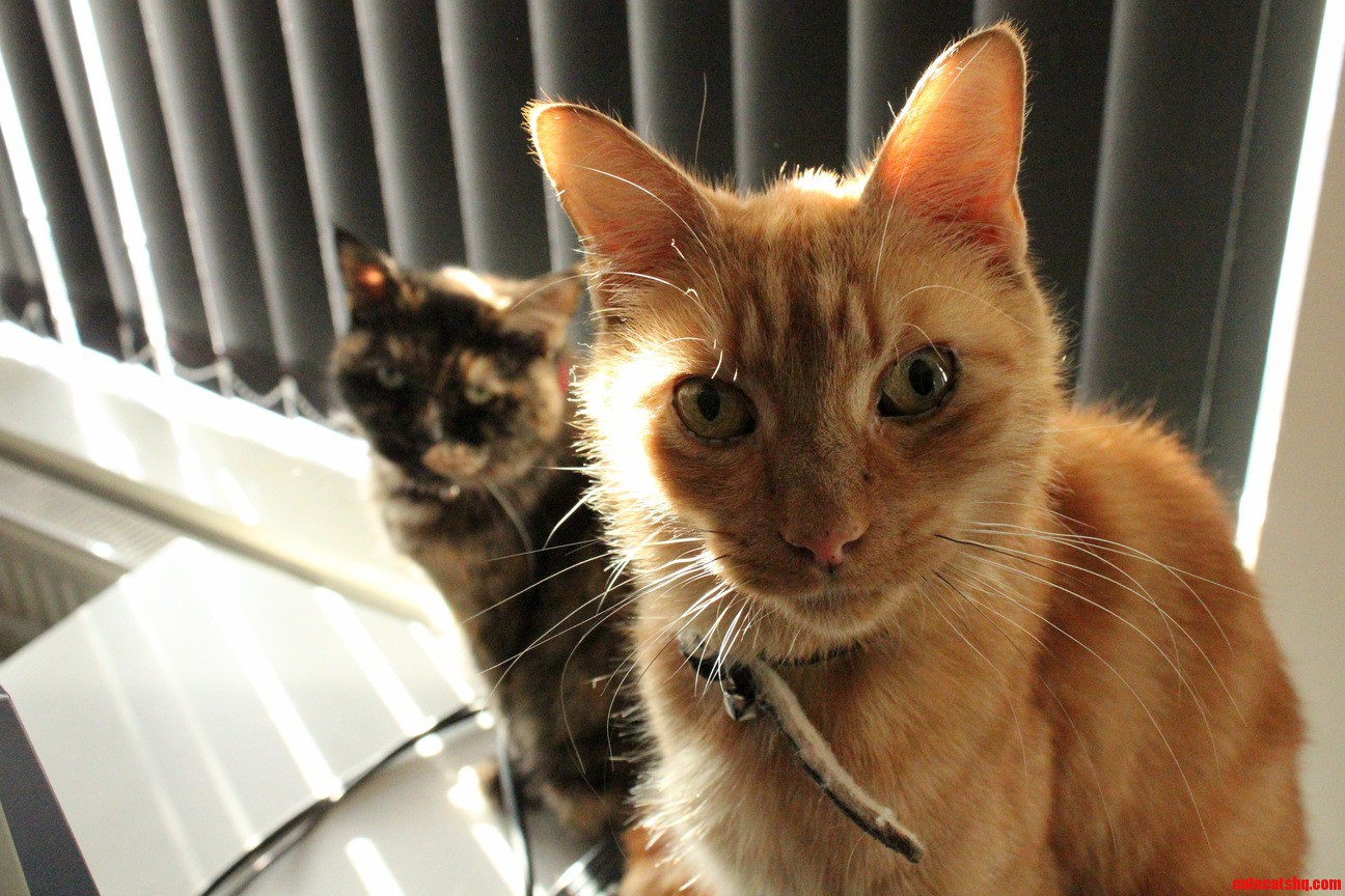 My 2 Cats in the Morning. One Looks Surprised the Other Sleepy...