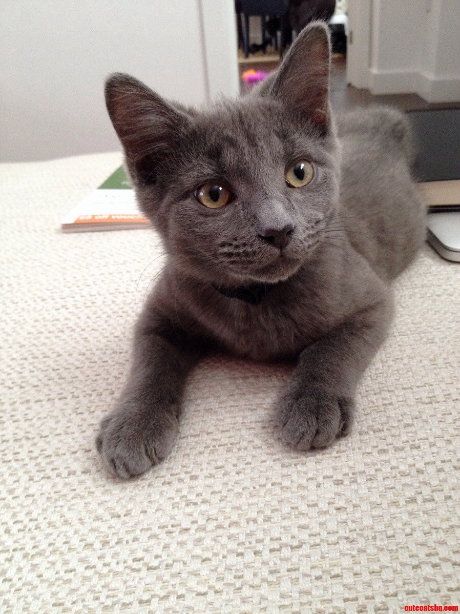 My 4 Month Kitten Merlin Who Now Rules My House.