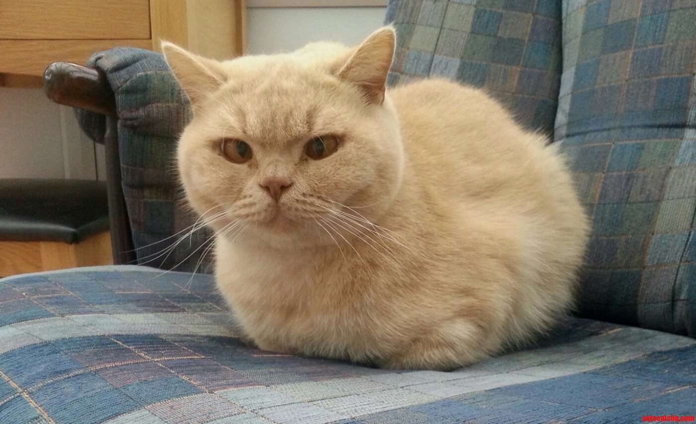 My 4 Year Old Cat Passed Away Last Night Due to a Speeding Car. R.i.p Cookie