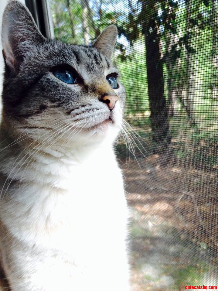 My 7-year-old Balinese Isabitch- I Mean Belle.