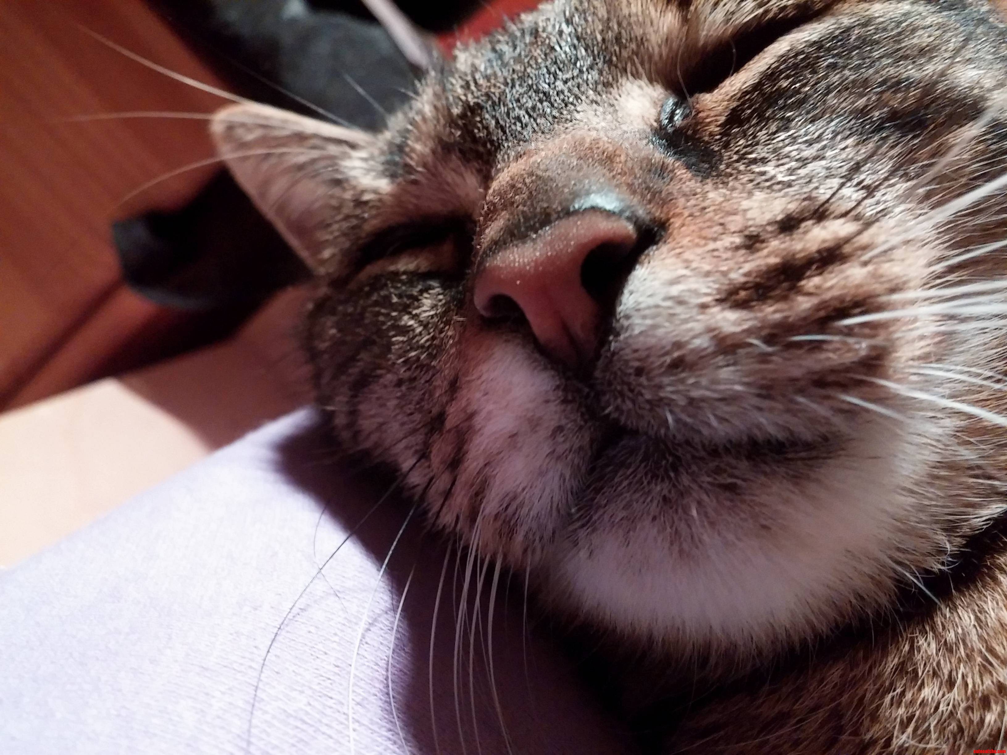 My Adorable Cat Izzy