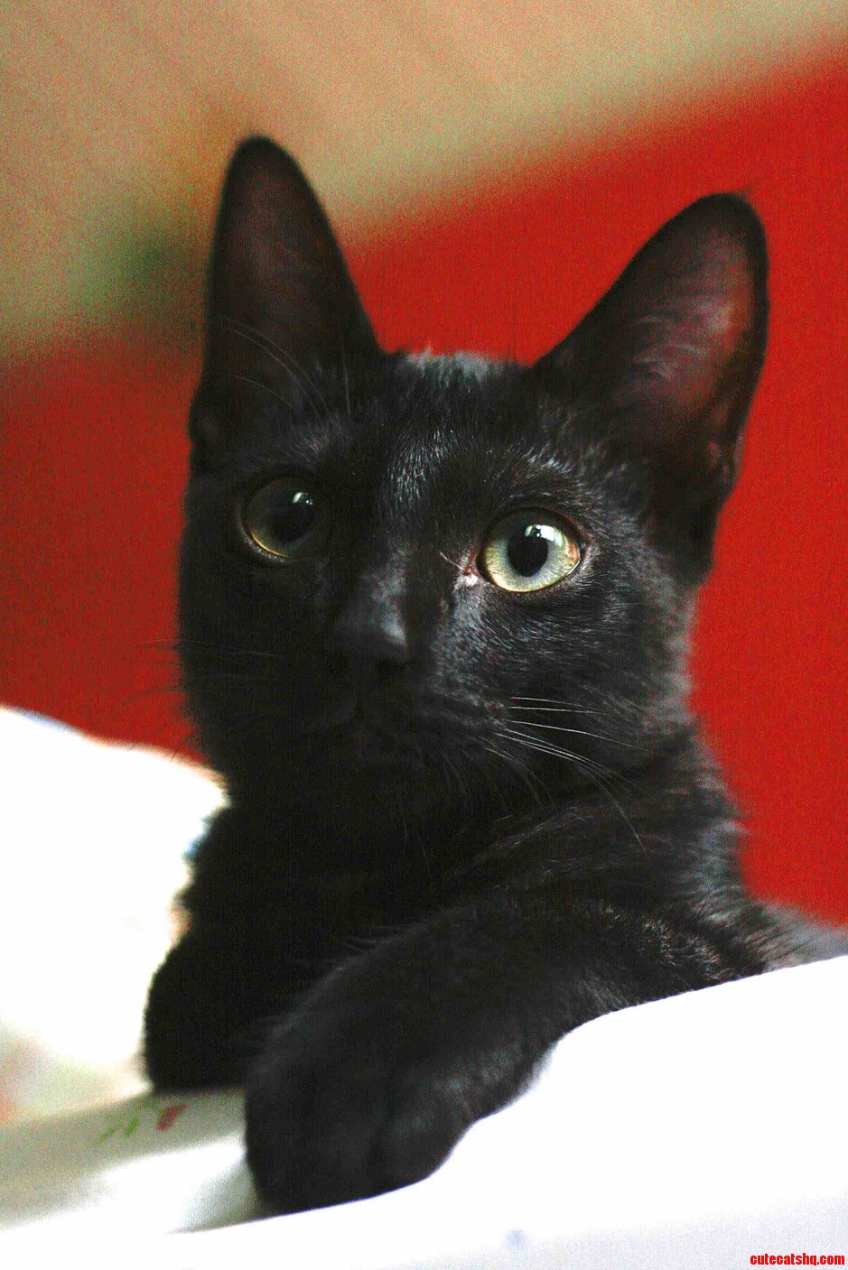 My Baby Luna Striking a Pose for Black Cat Friday