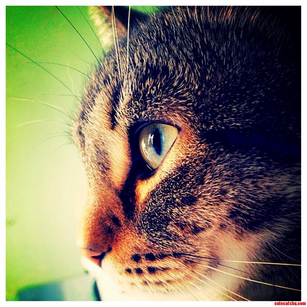 My Baby Mimos. Sadly He Passed Away Last November but This Picture Will Always Be One of My Favorites of Him.