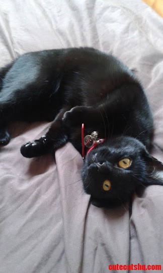 My Baby Tink