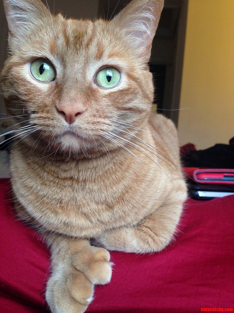 My Beautiful Abby-normal.