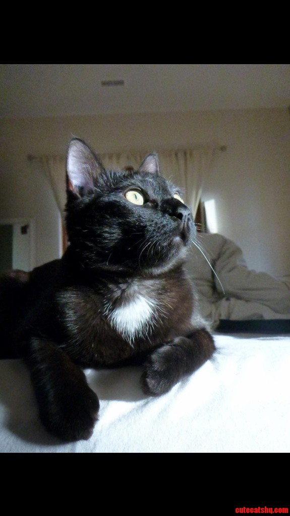 My Beautiful Kitty Blaze Taken This Morning in Her Favorite Spot on the Edge of My Bed.