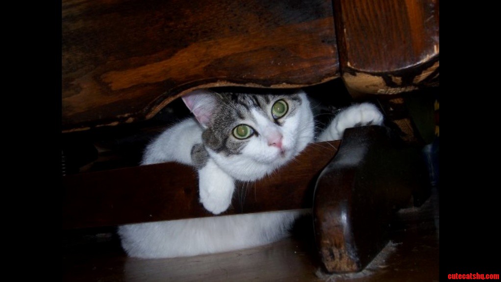 My Beautiful Mushu with Ger Turquoise Eyes... Died 4 Years Ago...