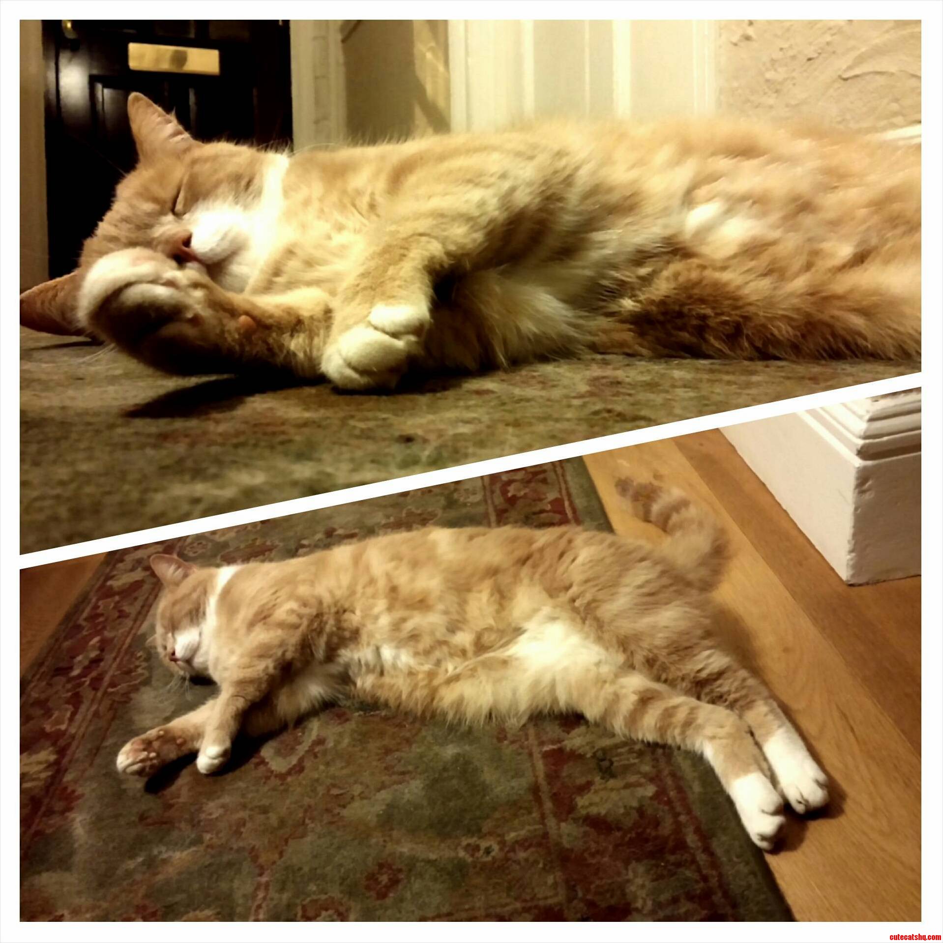 My Beautiful Tomcat Being Adorable