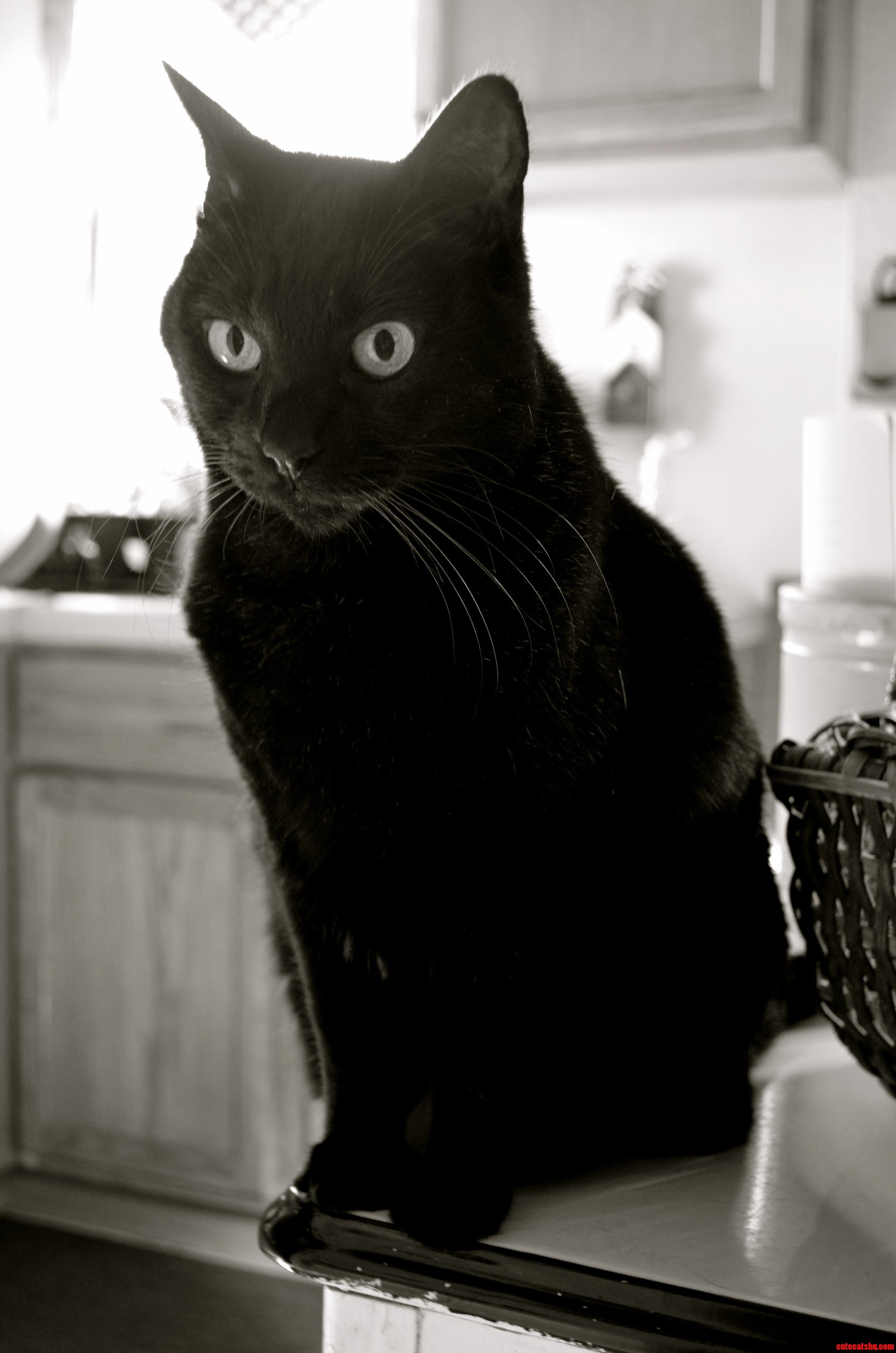 My Best Friend for the Past Eleven Years Coco